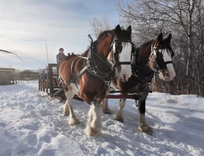 Horse Drawn Sleigh Ride