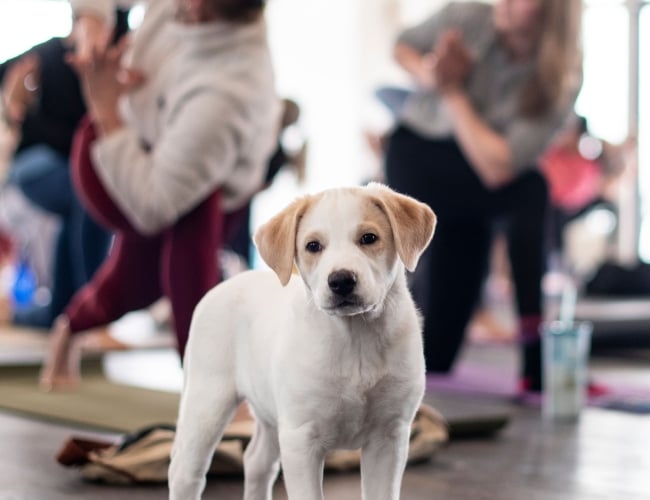 Photo of dog during pup yoga