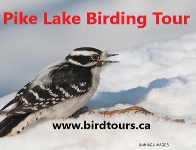 Pike Lake Birding Tour