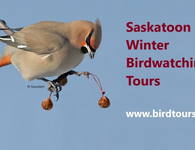 Saskatoon Winter Birdwatching TourJ
