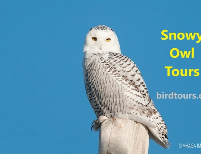 Snowy Owl Tours