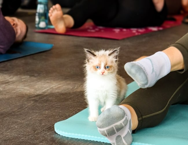 Photo of kitten during kitten yoga