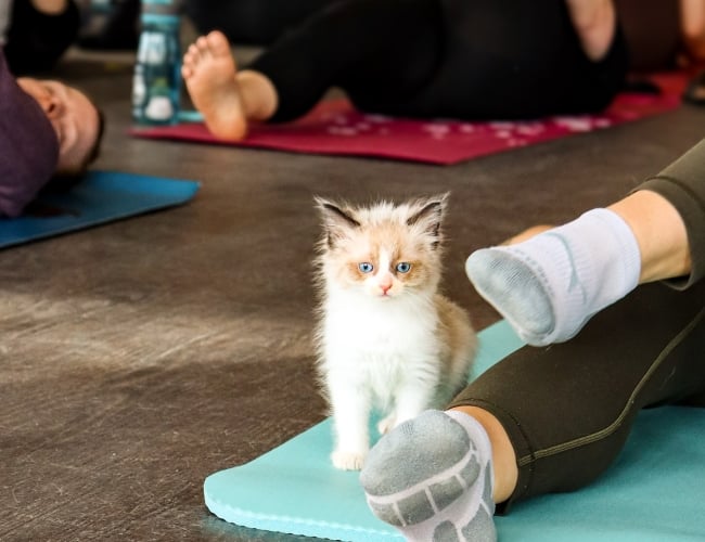 Photo of kitten during kitten Pilates