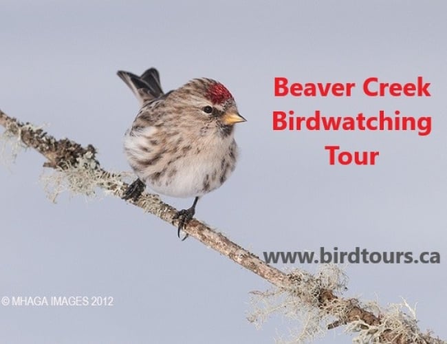 Beaver Creek Birdiwatching Tour