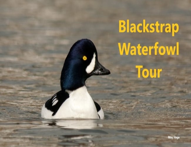 Blackstrap Waterfowl Tour