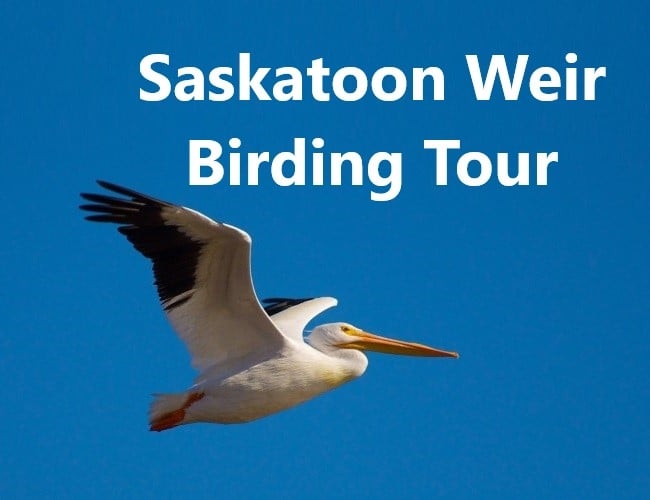 Saskatoon Weir Birding Tour