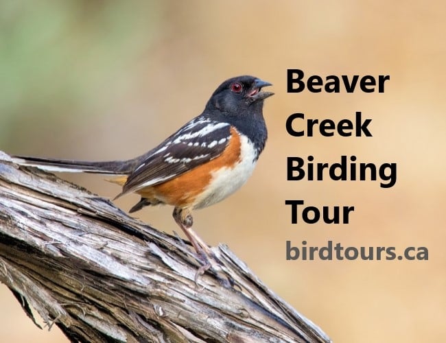 Beaver Creek Birding Tour