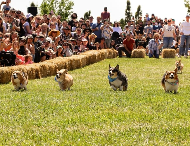 Corgis running in corgi races at Crossmount