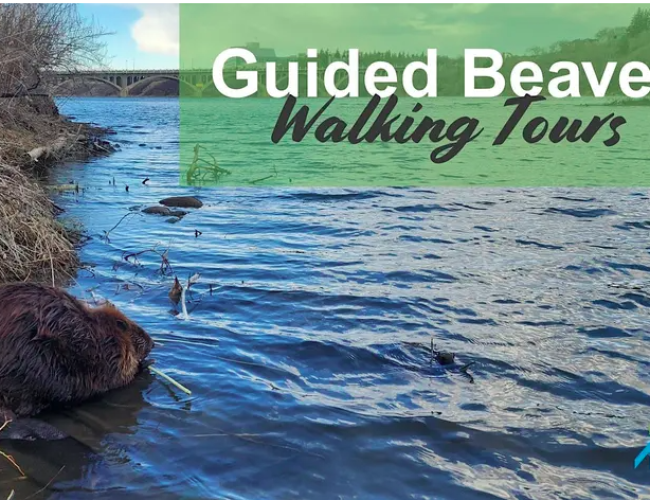 Guided Beaver walking Tours
