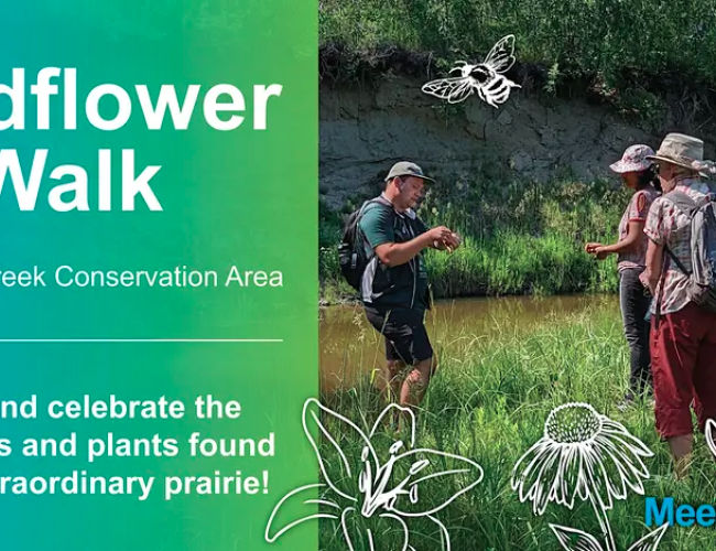 wildflower walk poster
