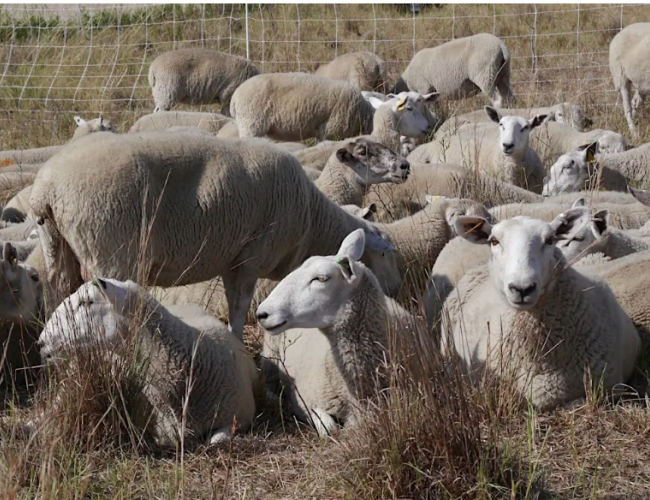 sheep