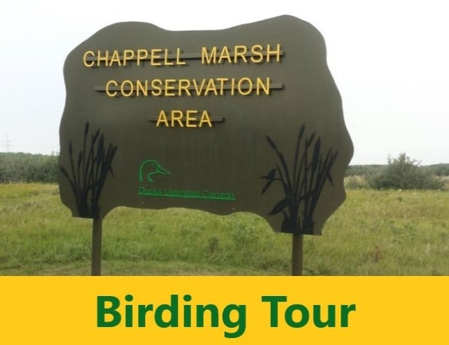 Chappell Marsh Birding Tour