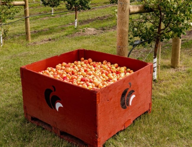 Photo of harvested apples