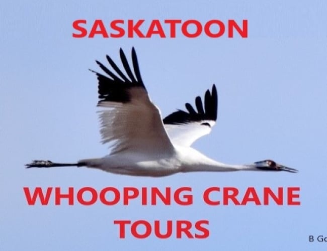Saskatoon Whooping Crane Tours