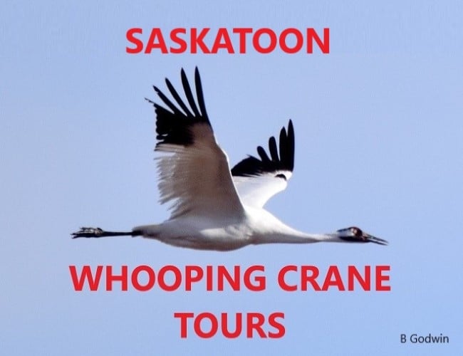 Saskatoon Whooping Crane Tours
