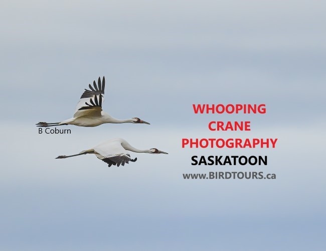 Whooping Crane Photography