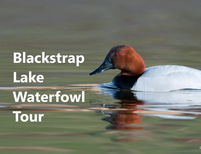 Blackstrap Waterfowl Tour