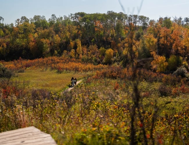 Fall Leaves in Saskatoon 2026