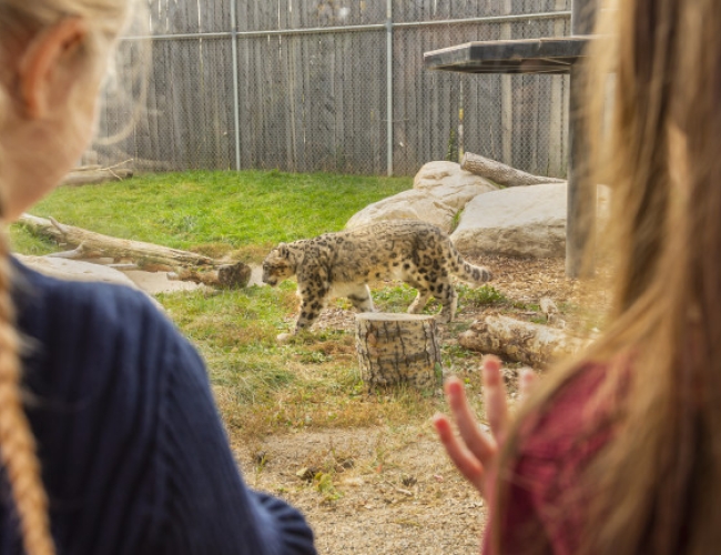 Saskatoon Forestry Farm Park & Zoo – Girls Looking At Snow Leopard