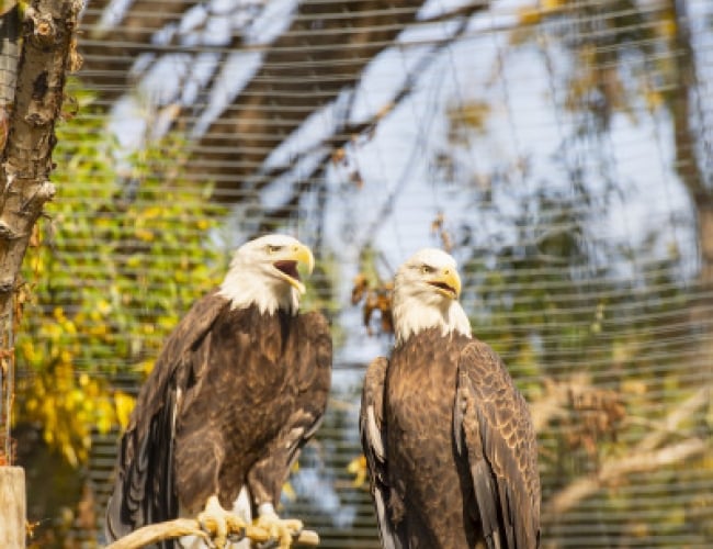 Saskatoon Forestry Farm Park & Zoo – Eagle