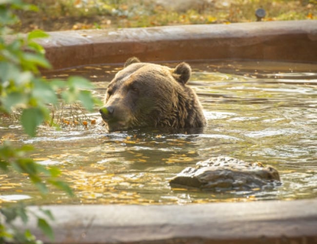 Saskatoon Forestry Farm Park & Zoo – Bear