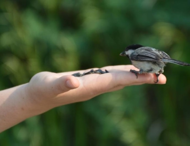 Meewasin Valley Authority - Birding Breakfast - Birding Breakfast