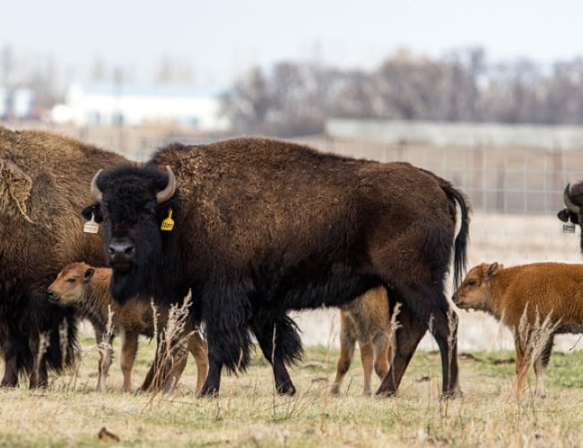 Wanuskewin - Bison