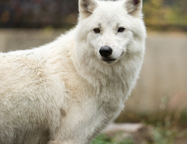 Saskatoon Forestry Farm Park & Zoo - Artic Wolf