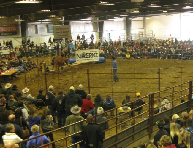 Saskatchewan Equine Expo – Equine Expo