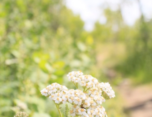 Saskatoon Natural Grassland – A Wild Yarrow Flower At The The Saskatoon Natural Grasslands