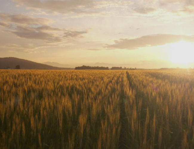 Makers Malt