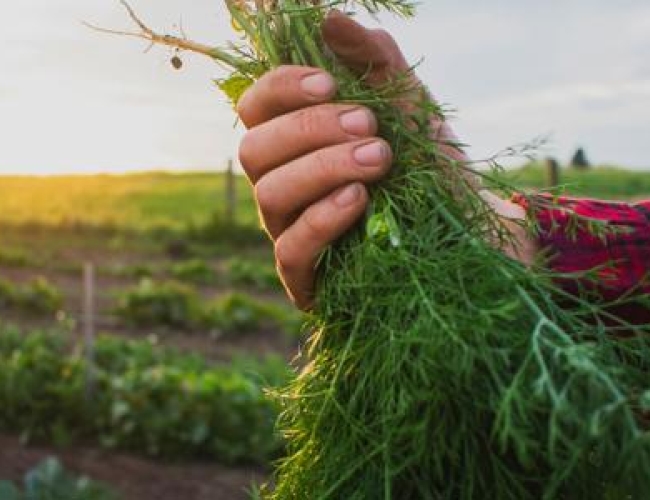 Dinner at Odla or Farm One Forty