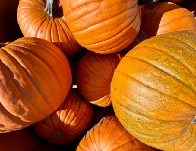 The main event: pumpkin picking at Prairie Pathways!