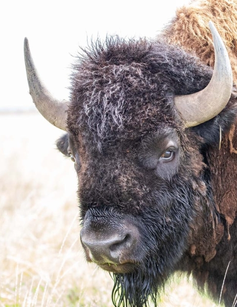 the-return-of-the-bison