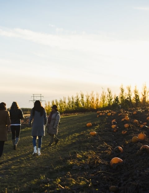 pumpkins at black fox