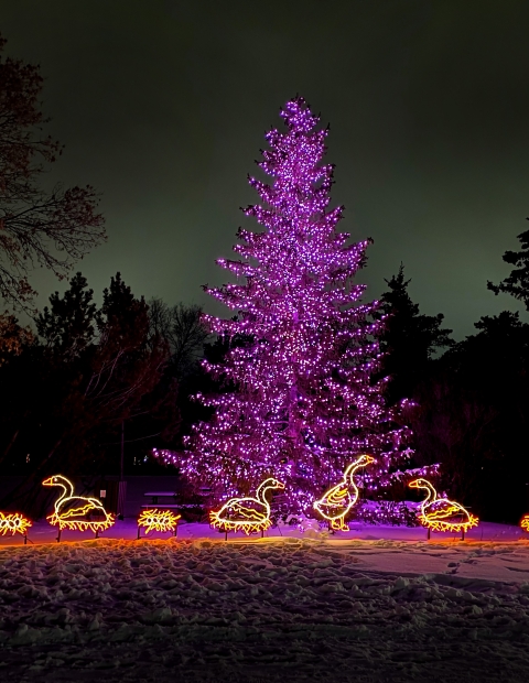 Saskatooning in December