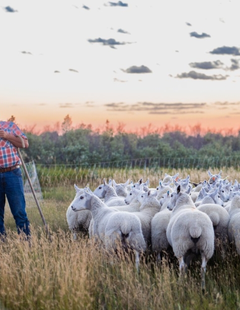 Saskatooning this September