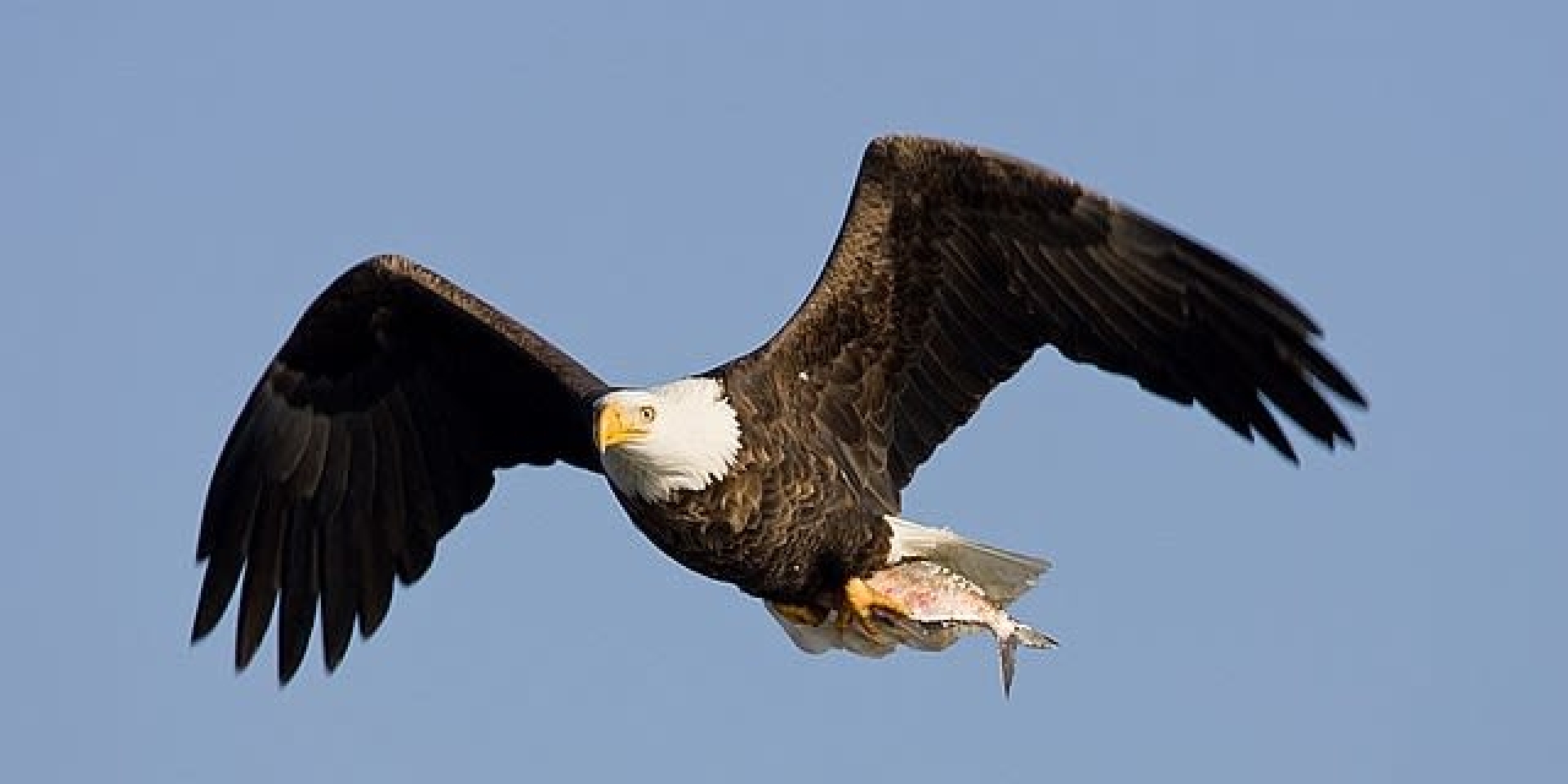 Bald Eagle flying