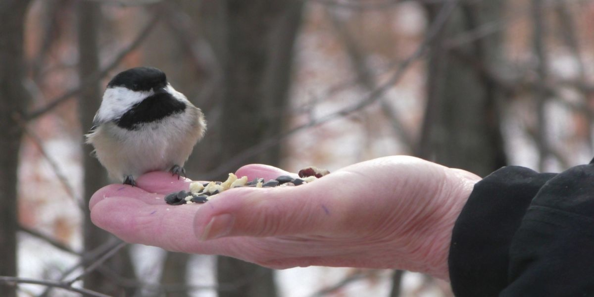 A chickadee eating out of someone's palm