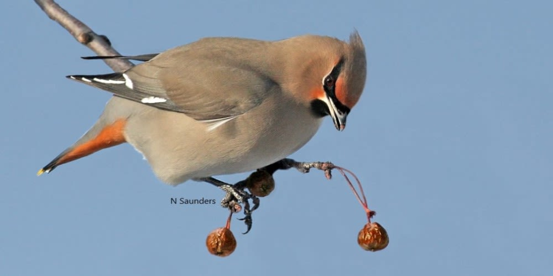Bird on a branch