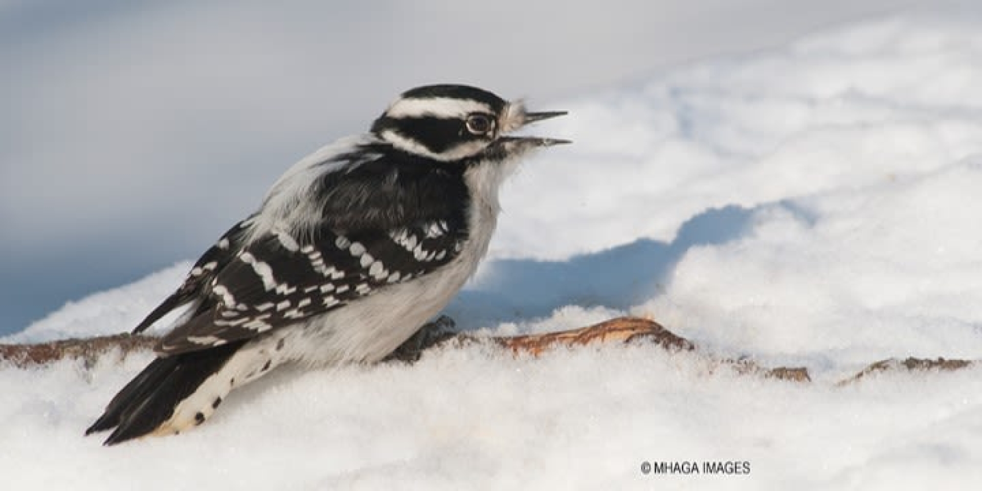 A small black and white bird sitting in the snow