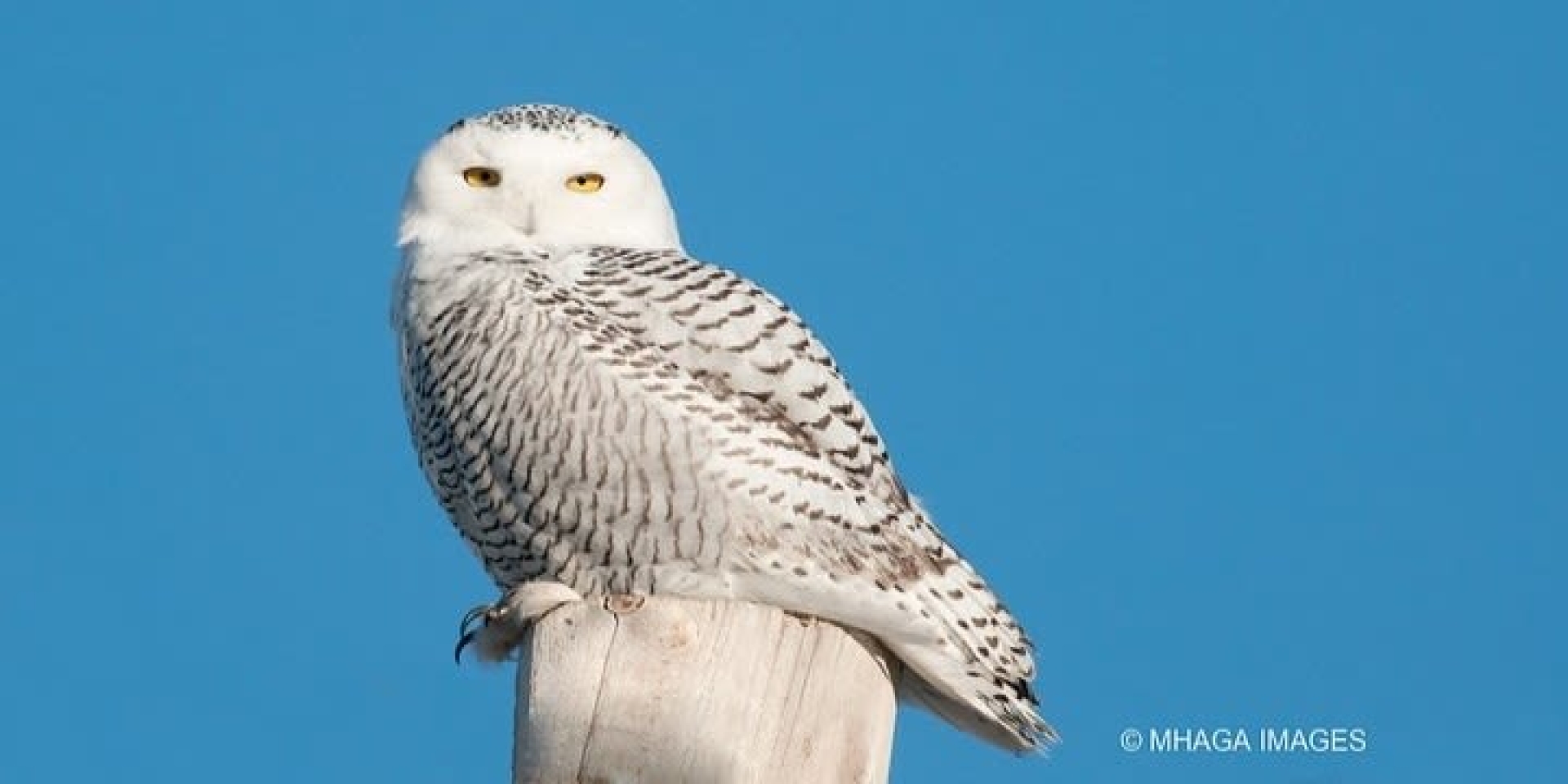 As snowy owl