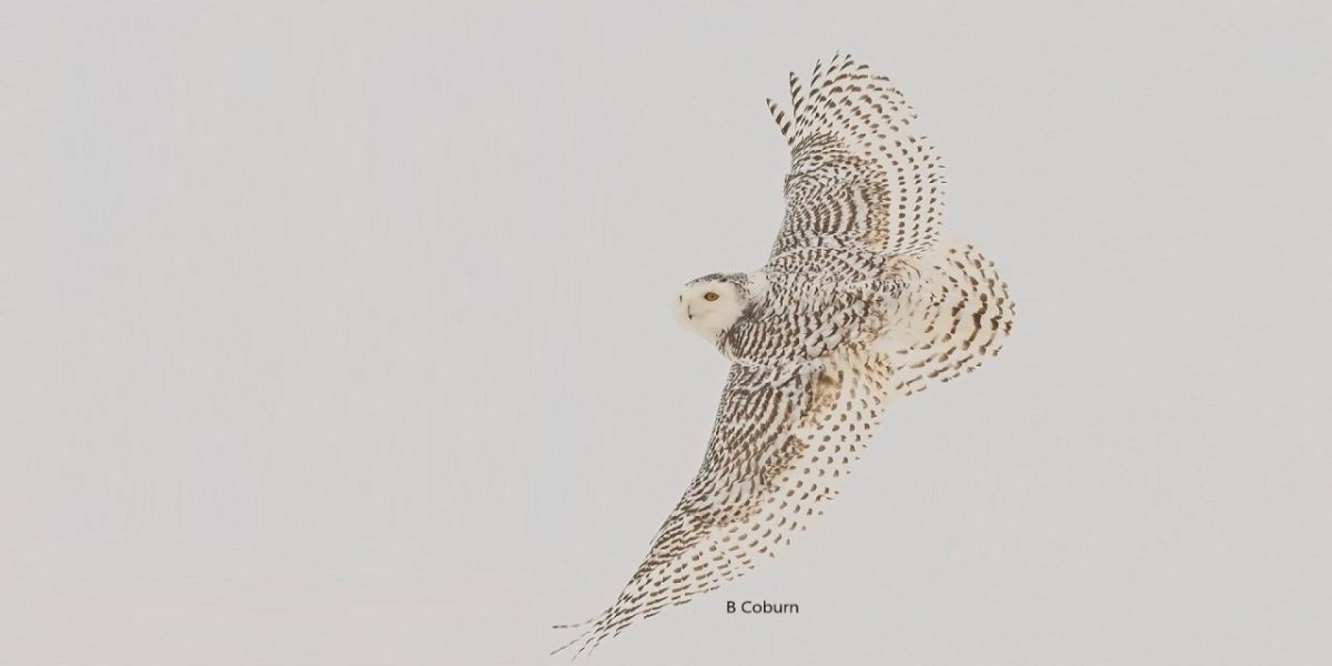 a flying snowy owl