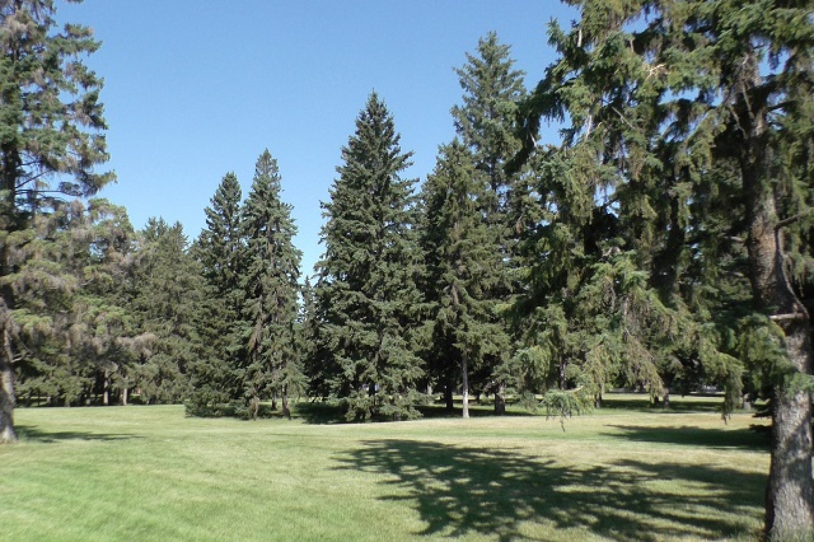 President Murray Park