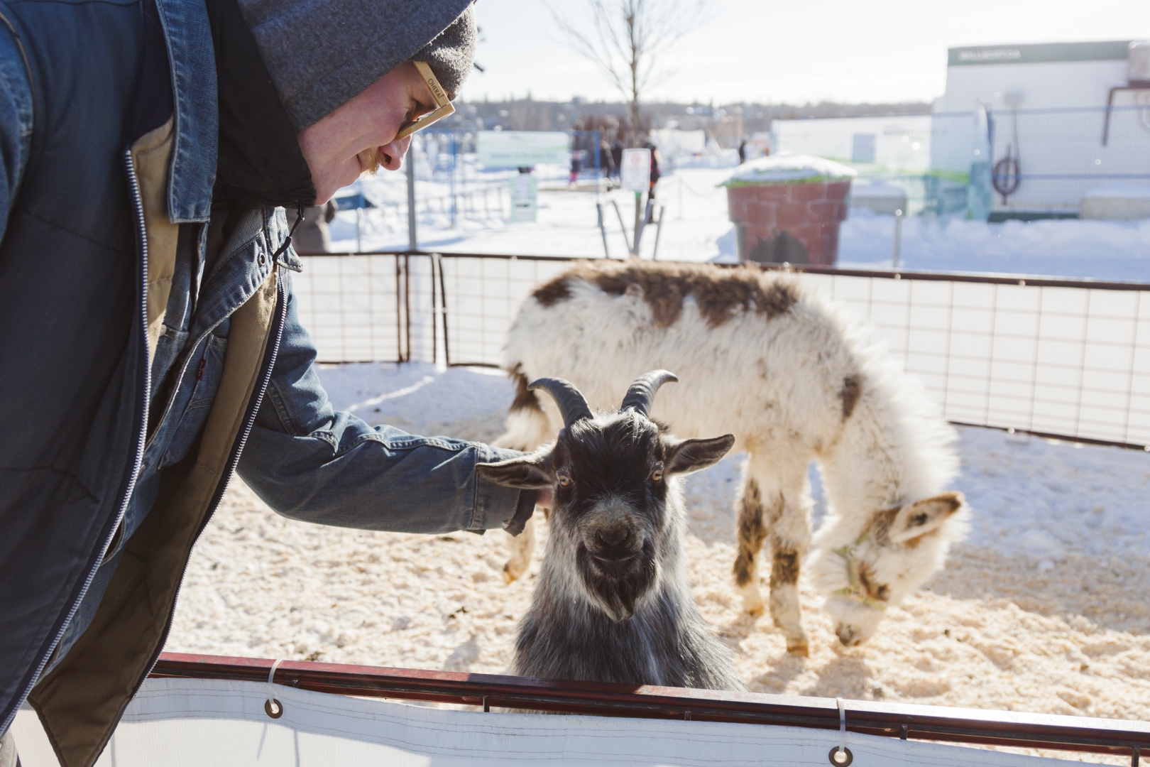 petting zoo