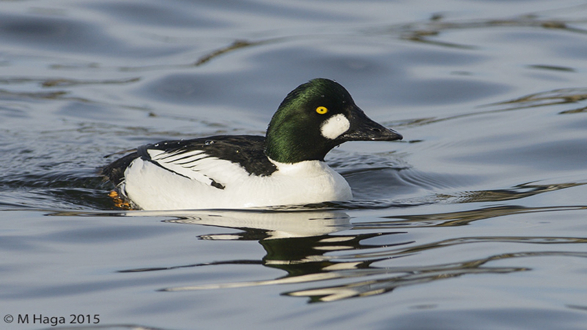Saskatoon Weir Birdwatching Tour