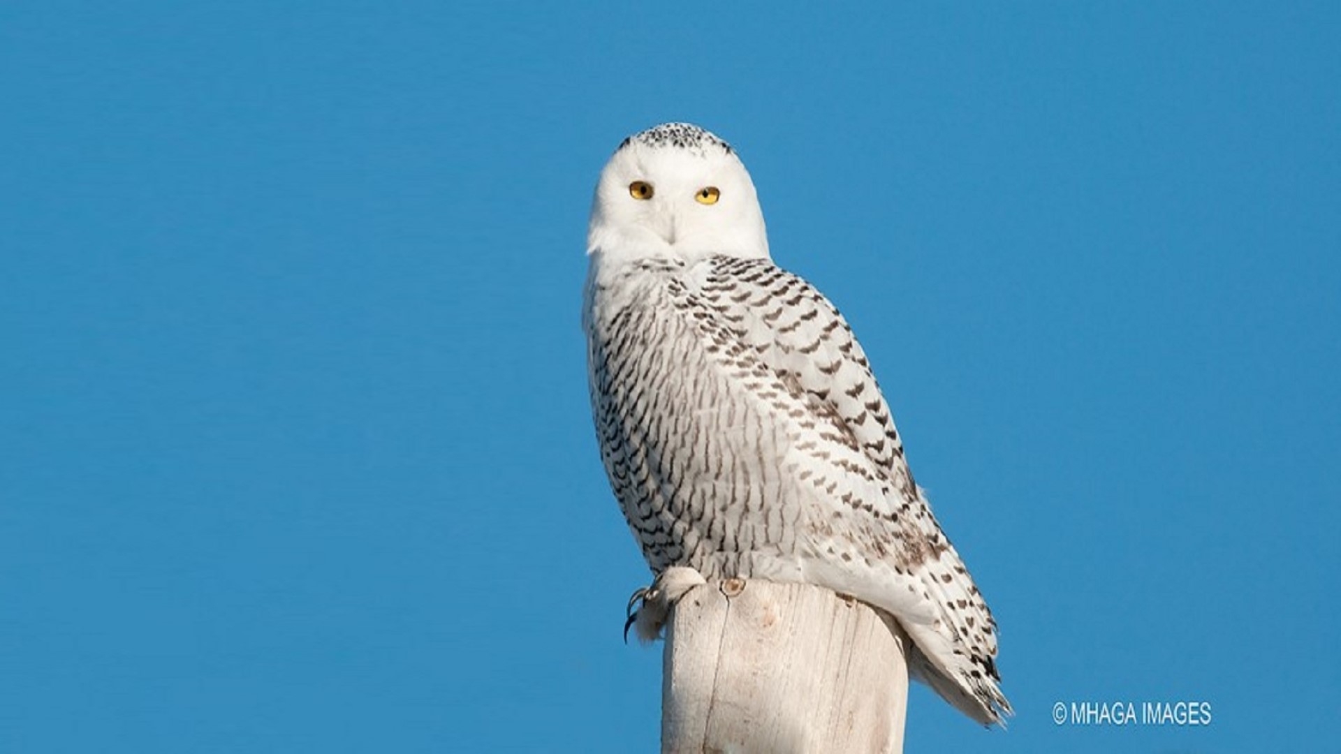 Snowy Owl self-driving group tour