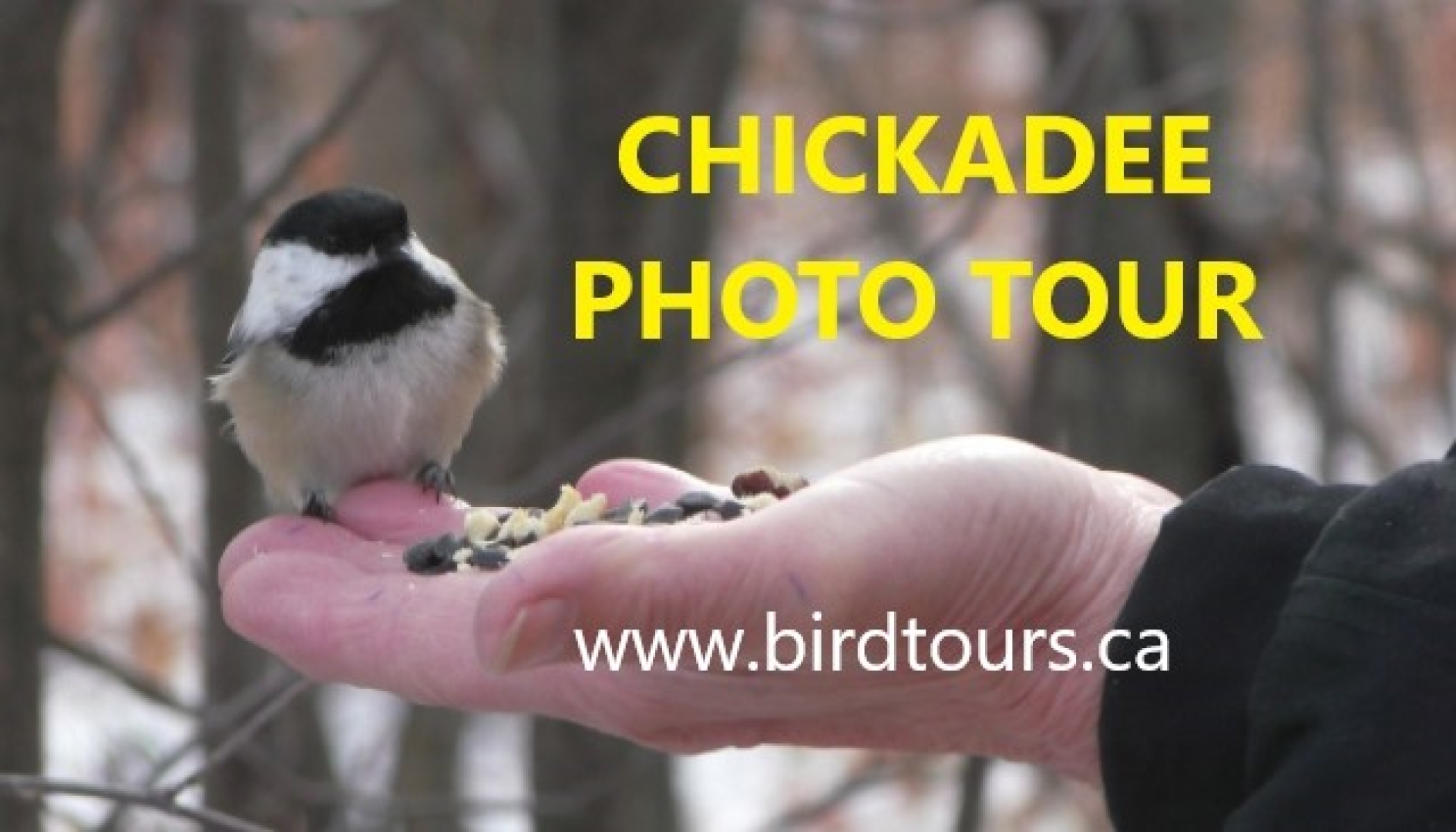 Chickadee Photography and Viewing Tour
