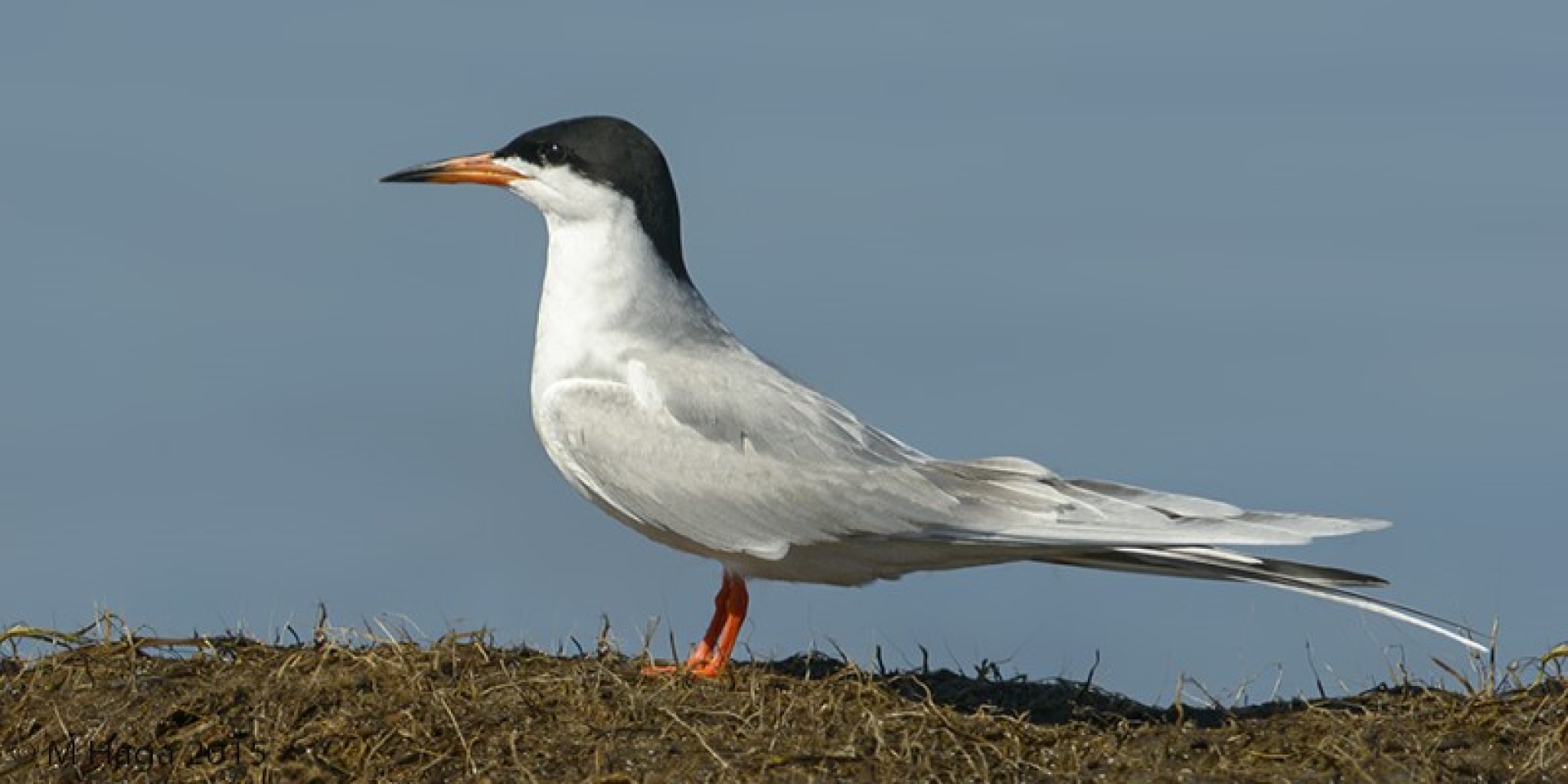 Blackstrap Lake Birdwatching and Bird Photography Tour