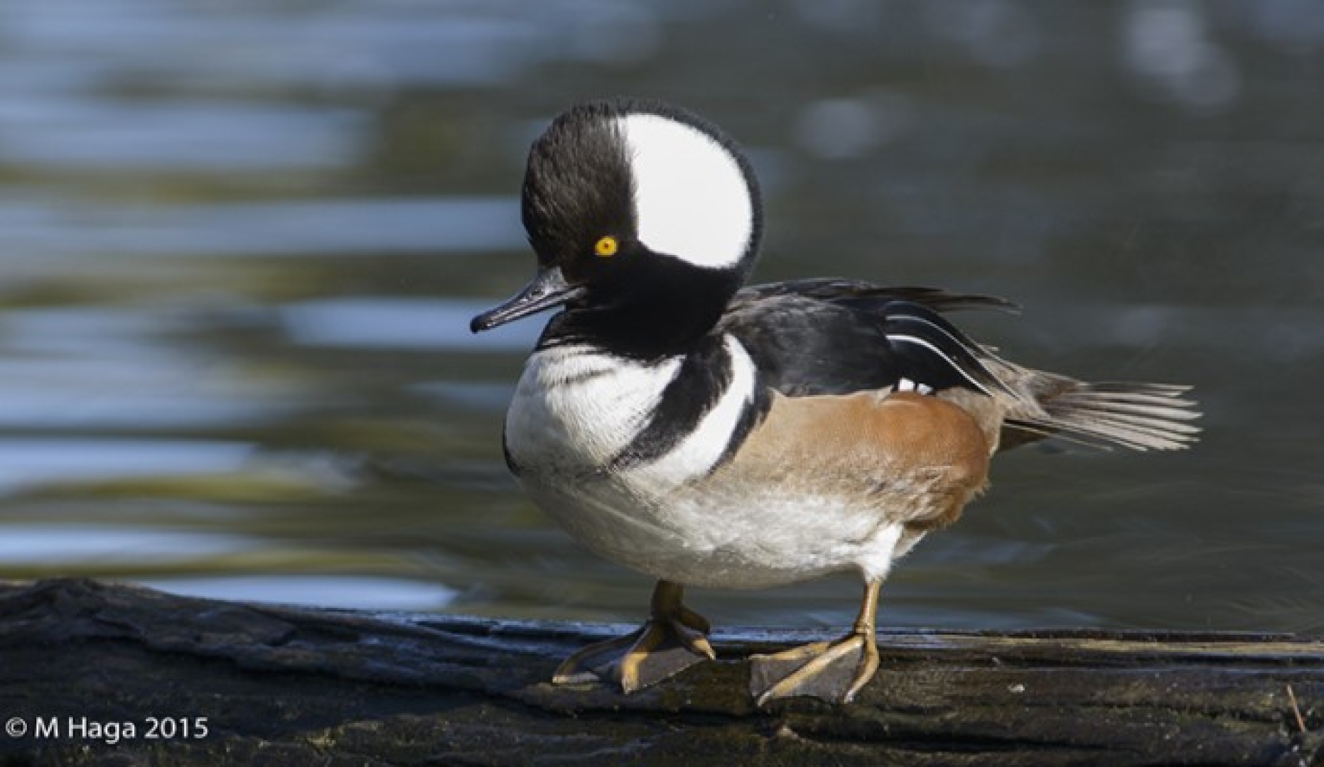 Blackstrap Lake Birdwatching and Bird Photography Tour